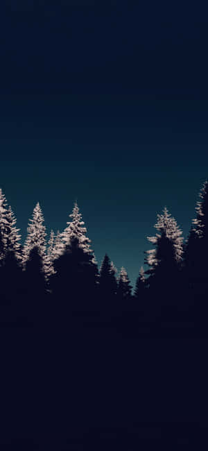 Dark Winter Forest Silhouette.jpg Wallpaper