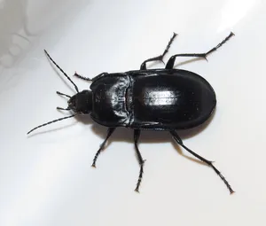 Darkling Beetleon White Background Wallpaper