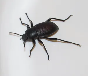 Darkling Beetleon White Background Wallpaper