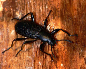 Darkling Beetleon Wooden Surface Wallpaper