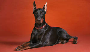 Dashing Black And Rust Doberman Pinscher Wallpaper