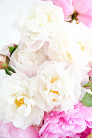 Dazzling White Peony Iphone Display Wallpaper