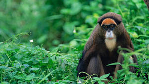 De Brazza's Monkey Wallpaper