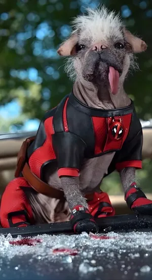 Deadpool Dog Costume Wallpaper