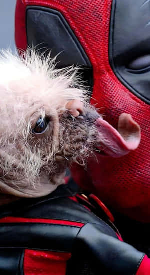 Deadpool Dog Costume Wallpaper