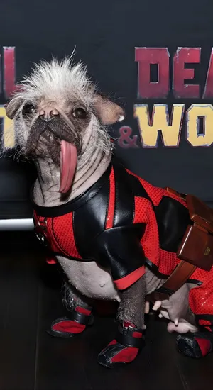 Deadpool Dog Costume Wallpaper