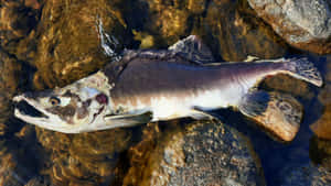 Decomposing Pink Salmon Carcass Wallpaper