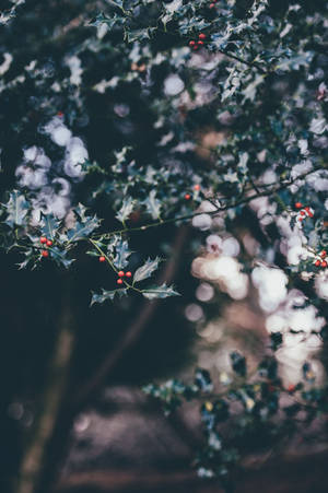 Decorate Your Iphone This Holiday Season With This Festive Holly Tree Branch Image Wallpaper