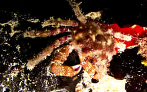 Decorated Spider Crabin Night Waters Wallpaper