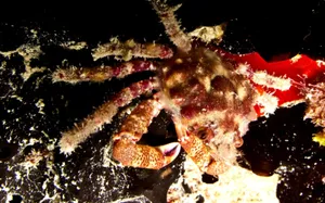 Decorated Spider Crabin Night Waters Wallpaper