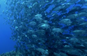 Deep Blue Ocean Serenity Wallpaper