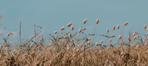 Deep Blue Sea Wallpaper