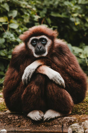 Deep Brown Gibbon Wallpaper