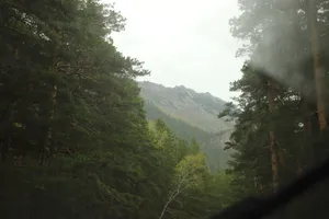 Deep Forest In Kazakhstan Wallpaper