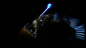 Deep Sea Anglerfish Glowing Lure Wallpaper