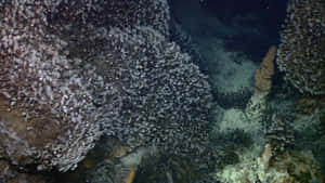 Deep Sea Barnacle Colony.jpg Wallpaper