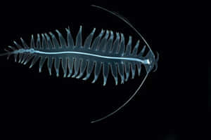 Deep Sea Siphonophore Wallpaper