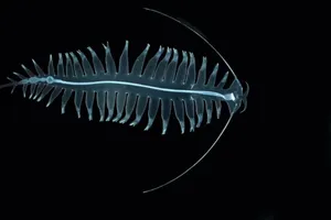 Deep Sea Siphonophore Wallpaper