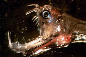 Deep Sea Viperfish Closeup Wallpaper