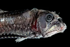 Deep Sea Viperfish Closeup.jpg Wallpaper