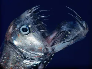 Deep Sea Viperfish Closeup Wallpaper