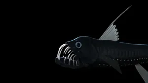 Deep Sea Viperfishin Darkness Wallpaper