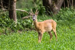 Deer Hunting Brown Stag On Grass Wallpaper