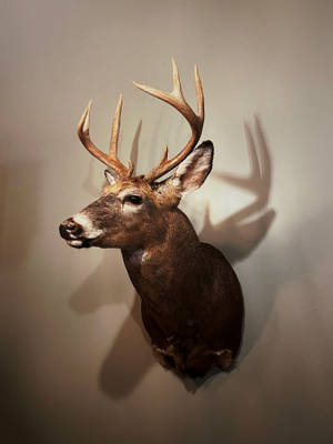 Deer Hunting Head Mount Bust Wallpaper