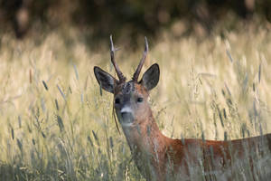 Deer Hunting Young Brown Stag Wallpaper