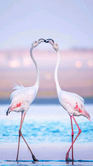 Delicate Beauty Of A Pink Flamingo In Nature. Wallpaper