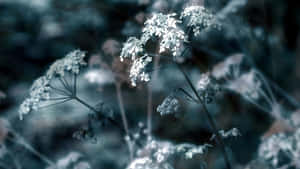 Delicate Flowers In Depth Wallpaper