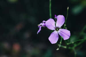 Delicate Light Purple Flower Dark Background.jpg Wallpaper