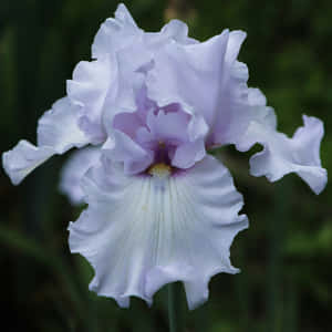 Delicate Light Purple Iris Flower Wallpaper