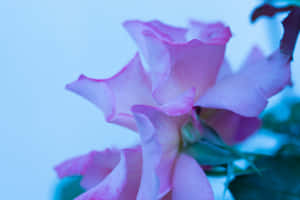 Delicate Light Purple Rose Wallpaper