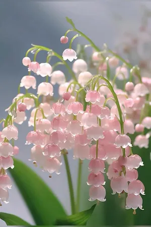 Delicate Lilyofthe Valley Blooms Wallpaper