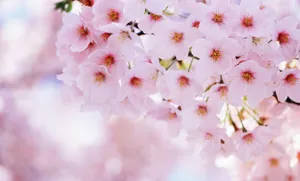 Delicate Pink Cherry Blossoms Wallpaper