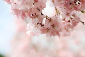 Delicate Pink Cherry Blossoms Wallpaper