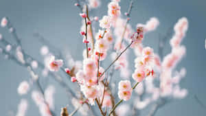 Delicate Pink Plum Blossoms Wallpaper