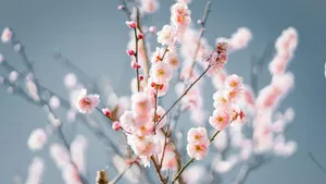 Delicate Pink Plum Blossoms Wallpaper