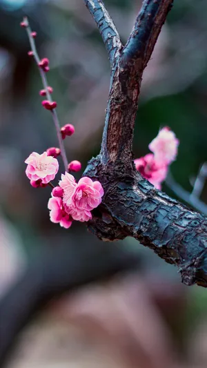 Delicate Pink Plum Blossoms Wallpaper