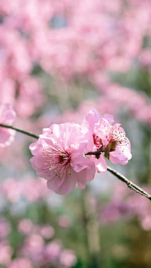 Delicate Pink Plum Blossoms Wallpaper