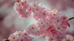 Delicate Pink Plum Blossoms Wallpaper