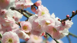 Delicate Pink Plum Blossoms Wallpaper