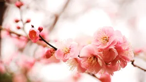 Delicate Pink Plum Blossoms Wallpaper