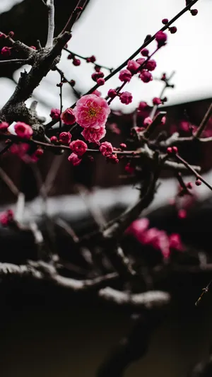 Delicate Pink Plum Blossoms Wallpaper