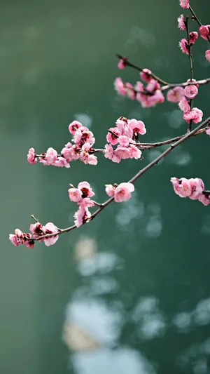 Delicate Pink Plum Blossoms Wallpaper