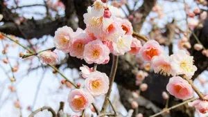 Delicate Pink Plum Blossoms Wallpaper
