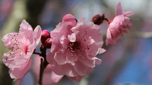 Delicate Pink Plum Blossoms Wallpaper