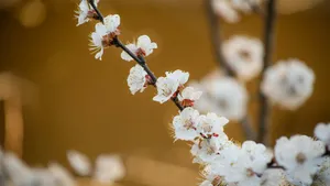 Delicate Plum Blossoms Wallpaper