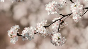 Delicate Plum Blossoms Beauty Wallpaper